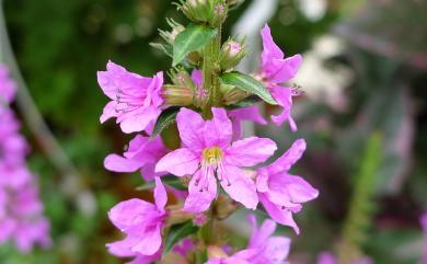 Cuphea hyssopifolia Kunth 細葉雪茄花