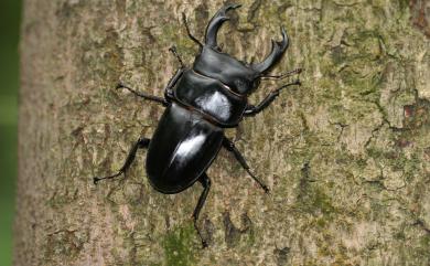 Dorcus schenklingi (Möllenkamp, 1913) 長角大鍬形蟲