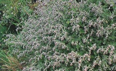 Artemisia kawakamii 山艾