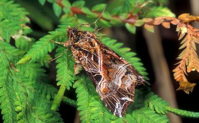 Callopistria maillardi maillardi Guenée, 1862 粉紅帶散紋夜蛾