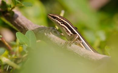 Eutropis cumingi (Browm & Alcala, 1980) 庫氏真稜蜥