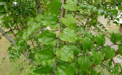 Paliurus ramosissimus (Lour.) Poir. 馬甲子