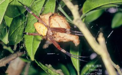 Argiope ocula Fox, 1938 眼點金蛛