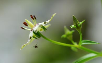 Swertia tozanensis 高山當藥