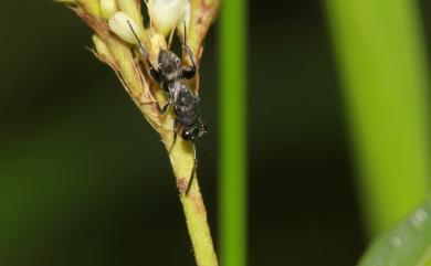 Chalcididae 小蜂科