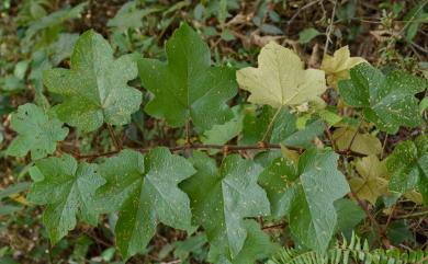 Rubus rufus Focke 棕紅懸鉤子