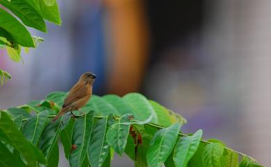 Lonchura punctulata topela (Swinhoe, 1863) 斑文鳥