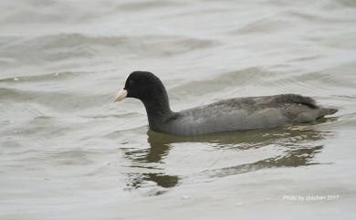 Fulica atra Linnaeus, 1758 白冠雞