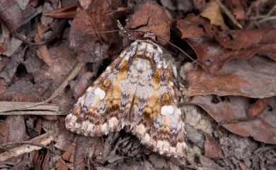 Euromoia subpulchra (Alpheraky, 1897) 黃裙歐夜蛾