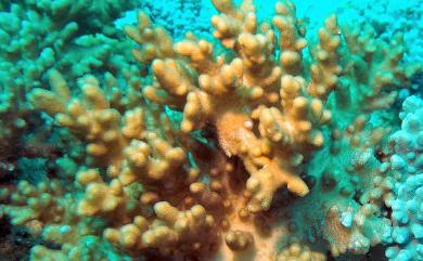Sinularia gibberosa Tixier-Durivault, 1970 脈指形軟珊瑚