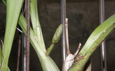 Eria javanica (Sw.) Blume 大葉絨蘭