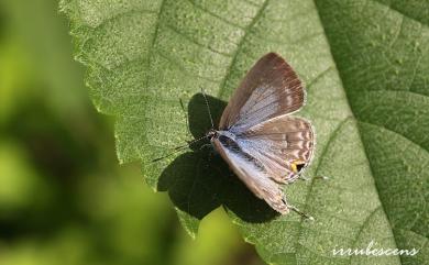 Catochrysops panormus exiguus 青珈波灰蝶