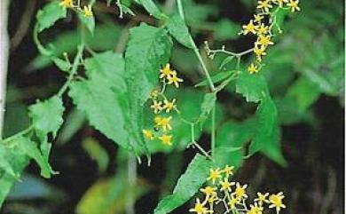 Senecio scandens var. scandens 蔓黃菀