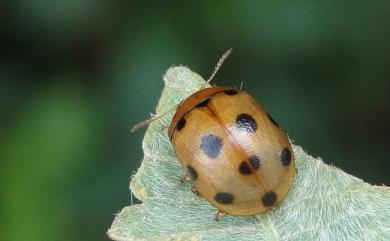 Gonioctena tredecimmaculata (Jacoby, 1888) 十三星肥腳金花蟲