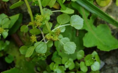 Pilea peploides var. major 齒葉矮冷水麻