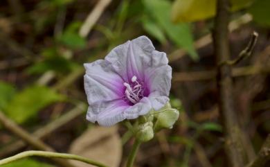 Argyreia akoensis S.Z.Yang, P.H.Chen & Staples 屏東朝顏