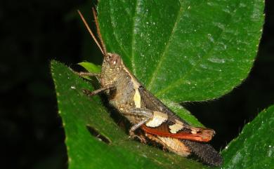 Xenocatantops brachycerus (Willemse, C., 1932) 短角外斑腿蝗
