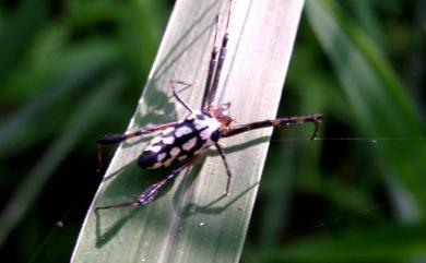 Leucauge tessellata (Thorell, 1887) 方格銀腹蛛