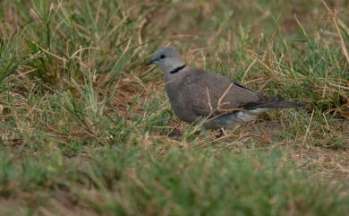 Streptopelia tranquebarica humilis (Temminck, 1824) 紅鳩