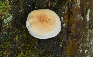 Hypsizygus marmoreus (Peck) H.E. Bigelow 1976 鴻喜菇