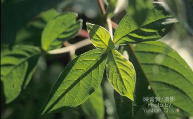 Achyranthes aspera var. rubro-fusca (Wight) Hook.f. 臺灣牛膝