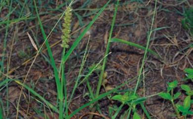Cenchrus echinatus L. 蒺藜草