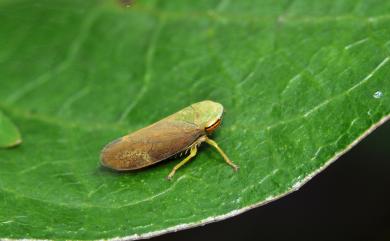 Cicadellidae Latreille, 1825 葉蟬科