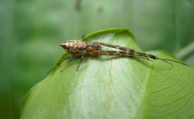 Tylorida ventralis (Thorell, 1877) 橫帶高腹蛛