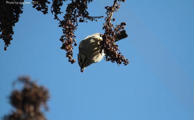 Yuhina brunneiceps Ogilvie-Grant, 1906 冠羽畫眉