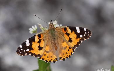 Vanessa cardui (Linnaeus, 1758) 小紅蛺蝶