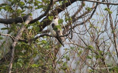 Elanus caeruleus vociferus (Latham, 1790) 黑翅鳶