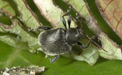 Aoria nigripes (Baly, 1860) 黑腳毛猿金花蟲