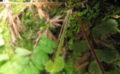 Adiantum 鐵線蕨屬