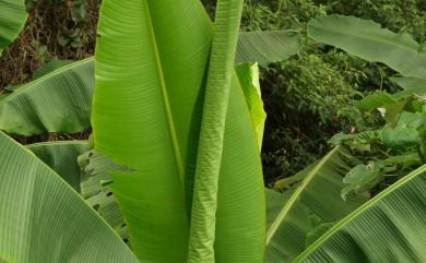 Fissidens bryoides var. lateralis 頂舷小鳳尾苔