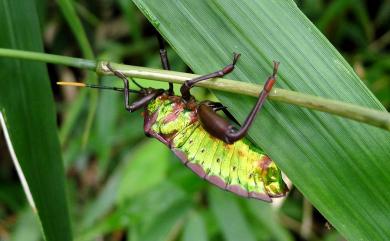 Eurostus validus Dallas, 1851 碩蝽