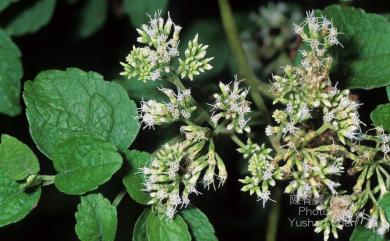 Eupatorium formosanum Hayata 臺灣澤蘭