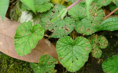 Rubus pectinellus Maxim. 刺萼寒莓