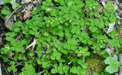 Chrysosplenium hebetatum Ohwi 大武貓兒眼睛草