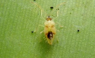 Stephanitis typica (Distant, 1903) 香蕉冠網蝽