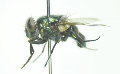 Ceylonomyia nigripes (Aubertin, 1932) 烏足錫蠅