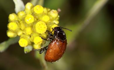 Chrysolina bowringi (Baly, 1860) 紅褐銅金花蟲