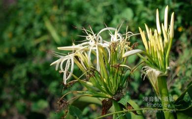 Crinum asiaticum 文珠蘭