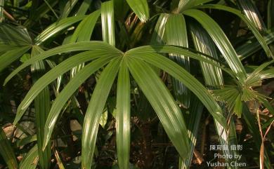 Rhapis excelsa 觀音棕竹