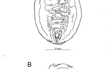 Aleurolobus setigerus Quaintance & Baker, 1917 毛穴粉蝨