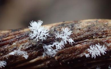 Ceratiomyxa fruticulosa var. fruticulosa 鵝絨黏菌