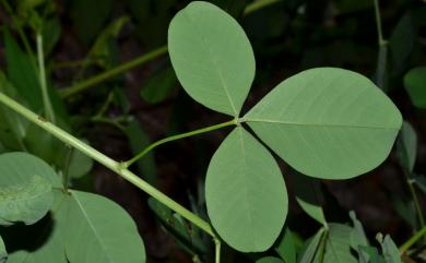 Crotalaria pallida 黃野百合