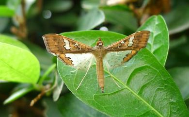 Maruca vitrata (Fabricius, 1787) 豆莢螟