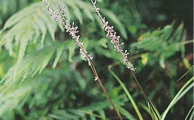 Liriope platyphylla 闊葉麥門冬