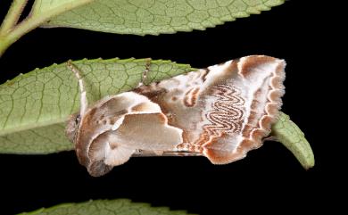 Habrosyne pterographa (Poujade, 1887) 寬帶波紋蛾