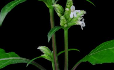 Lepidagathis formosensis C.B.Clarke ex Hayata 台灣鱗球花